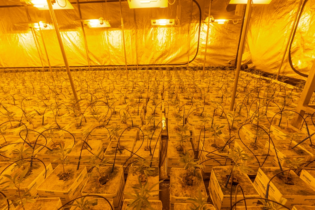 Особенности приобретения гашиша в Иванове