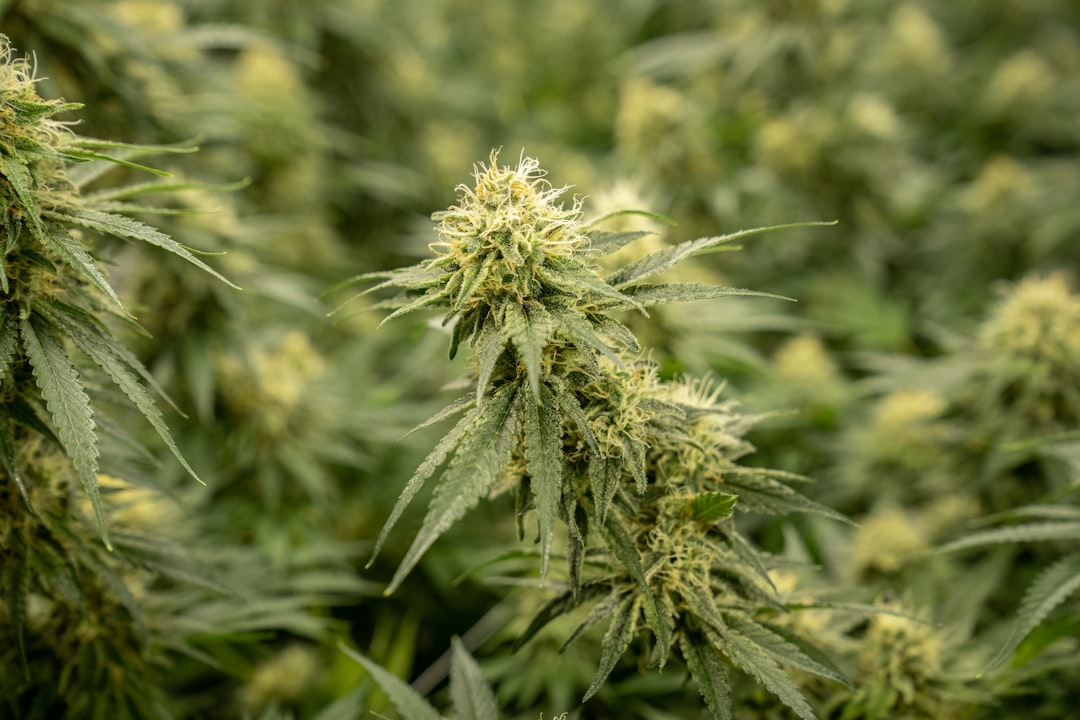 Свойства и применение семян конопли в пищу