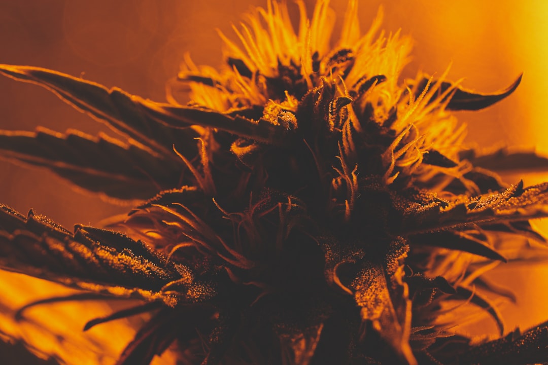 Автоцветущие семена конопли Auto Mazar от Ganja Seeds