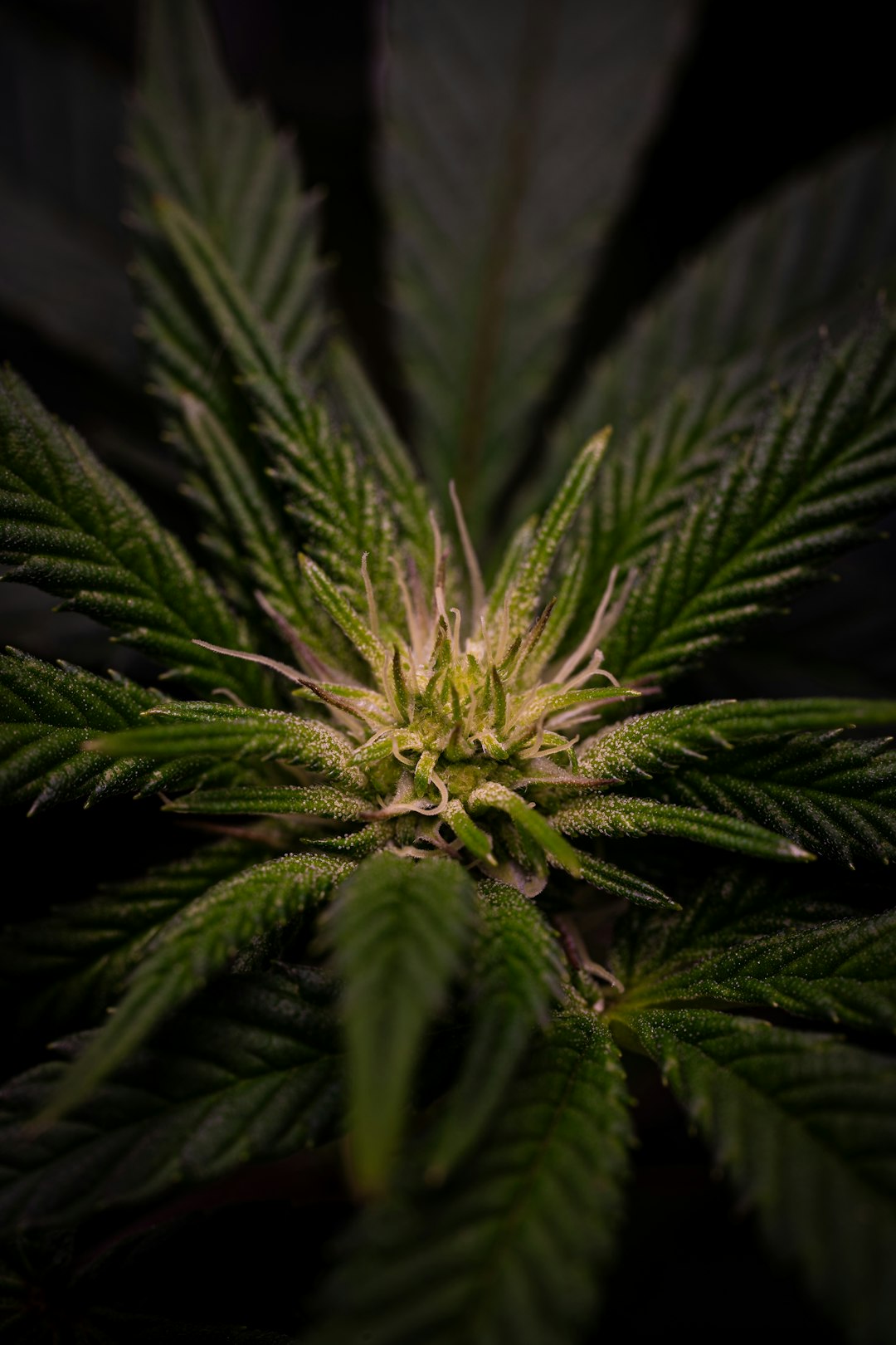 Приобретение гашиша в Санкт-Петербурге