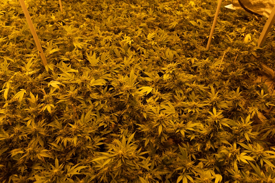 Марихуана и ее свойства