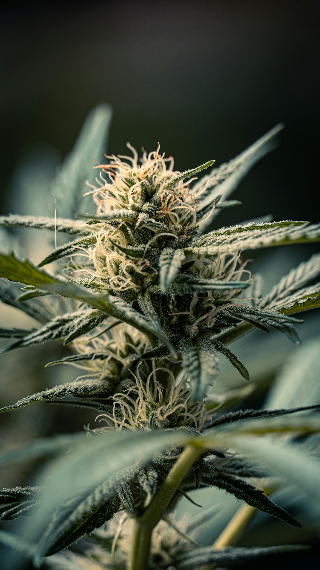 Покупка семян конопли в России и их преимущества