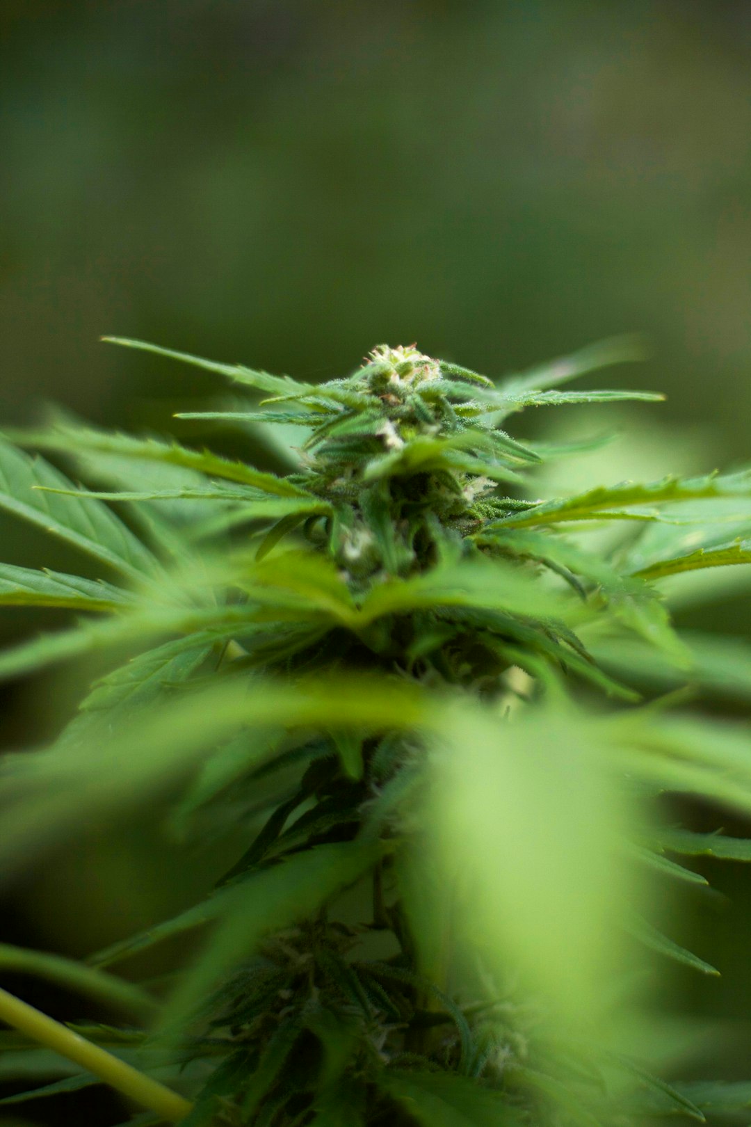 Купить спайс дешево и безопасно в России