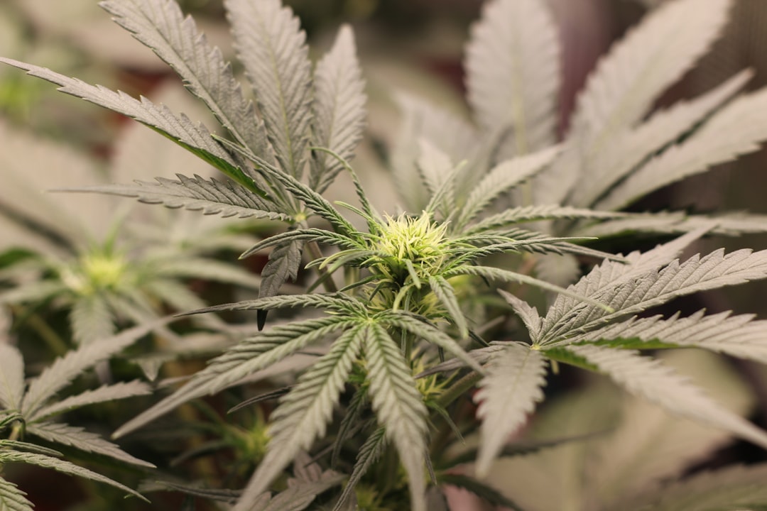 Свойства и состав семян конопли и содержание ТГК