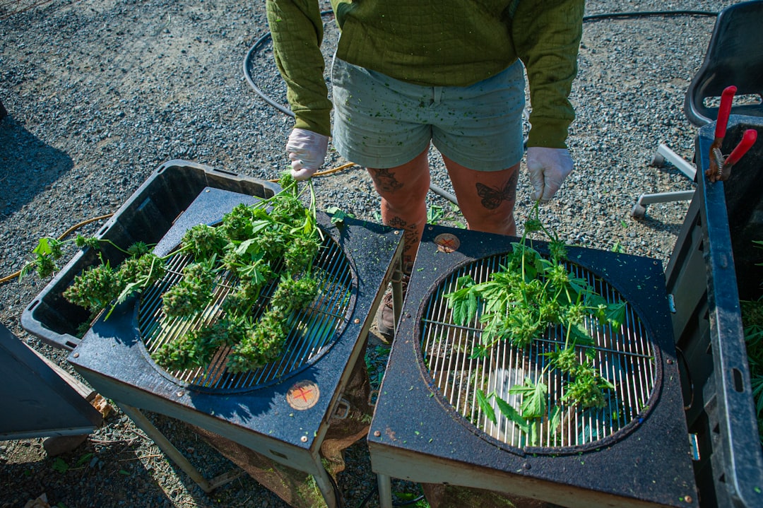 Сорт конопли Tangerine Kush от компании Exotic Seed