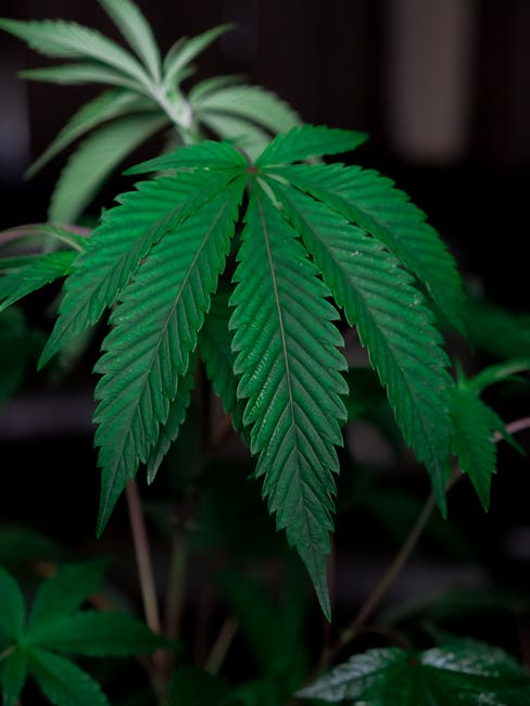 Спайс и соль: что это такое и почему их покупают