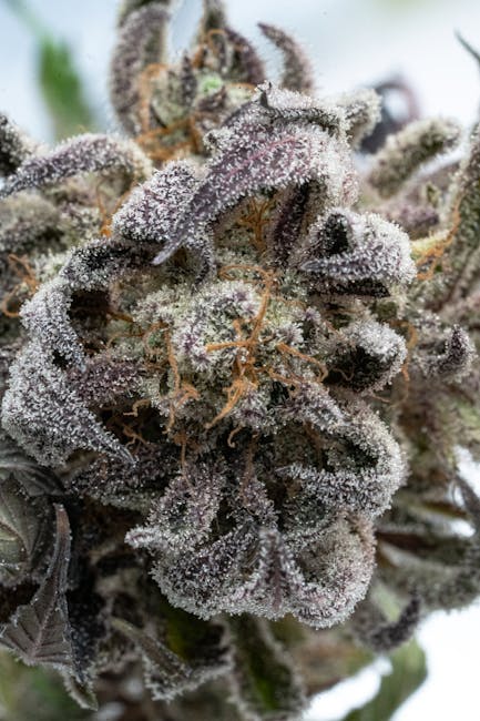 Семена конопли в Перми: свойства и приобретение