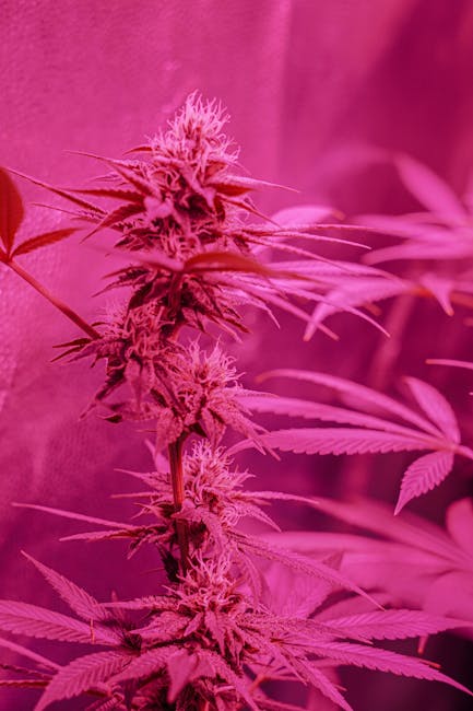 Купить семена марихуаны в Москве и России