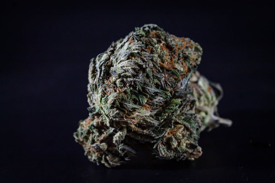 Сорт конопли Auto Zaisan feminised от Bang Seeds