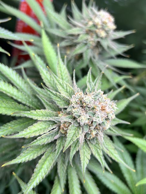 Синтетические наркотики спайс и соль свойства и параметры употребления и последствия