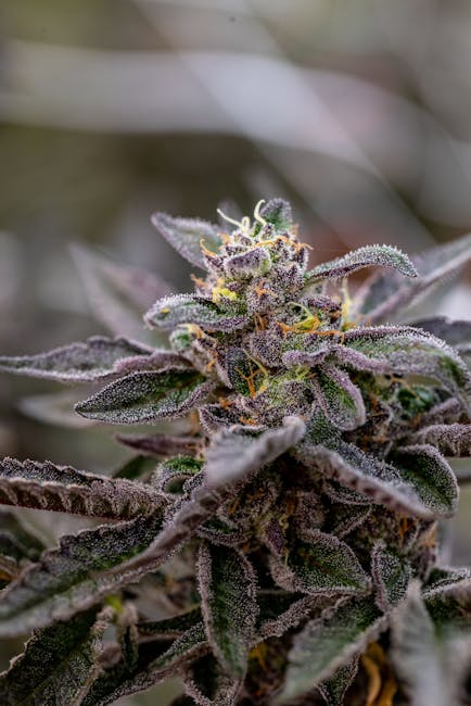 Продажа семян конопли различных сортов и качеств