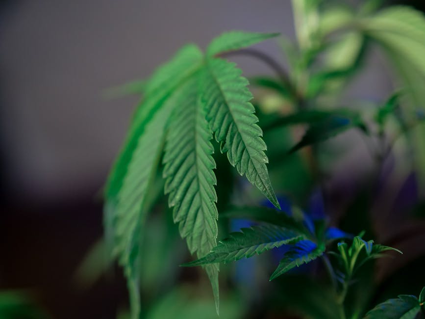 Кракен даркнет: как пользоваться тор браузером для доступа к площадке