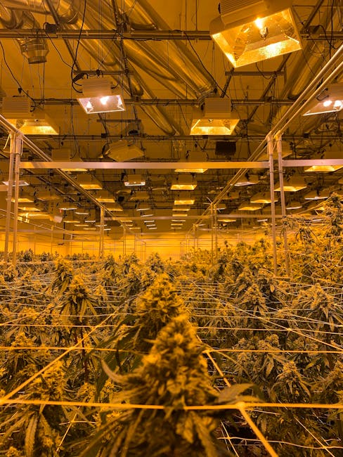 Купить гашиш в Египте и Шарм-эль-Шейхе свойства и воздействие гашиша