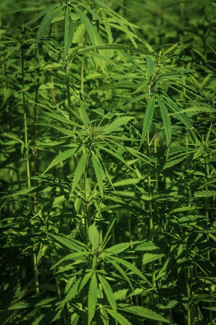 Лекарственные свойства семян конопли и настоек на их основе