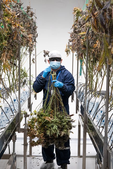 Семена конопли и марихуаны для выращивания