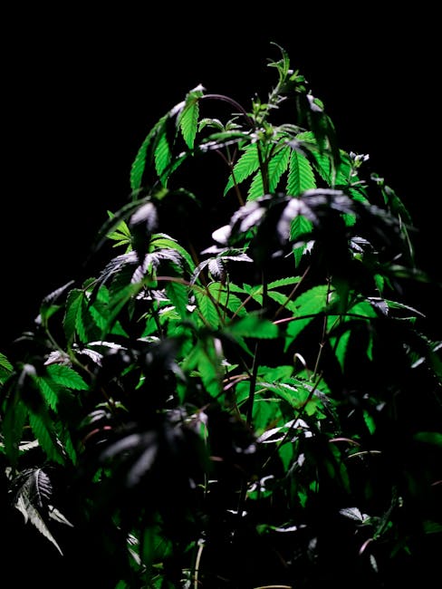 Гашиш в Хургаде: реальность и доступность